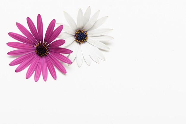 Background of fresh daisy flower, with negative space.
