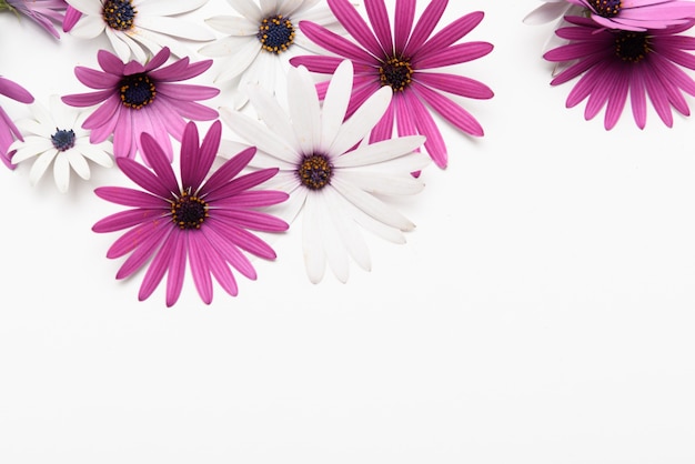 Photo background of fresh daisy flower, with negative space.