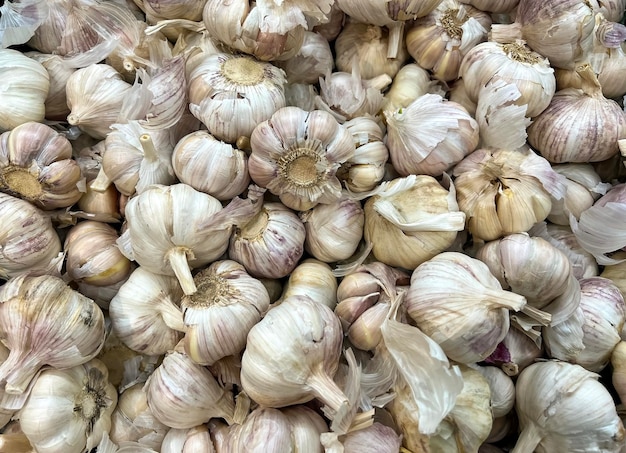 Background of fresh garlic for planting in the garden