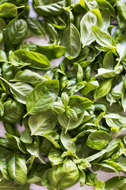 Background of fresh green basil leaves