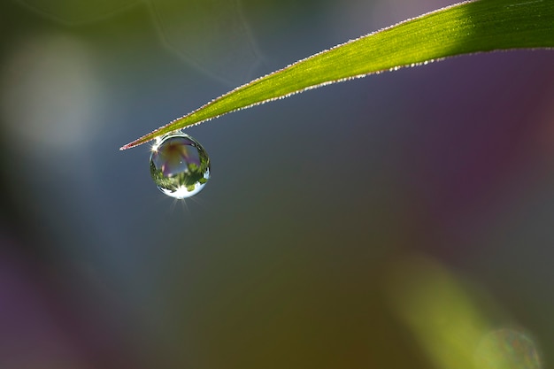 水滴と新鮮な緑の草の背景クローズアップ