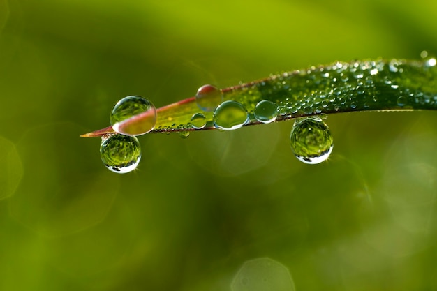 Background of a fresh green grass with water drops Closeup  