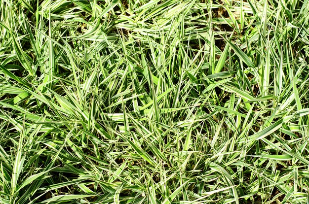 Background of a fresh green grass.