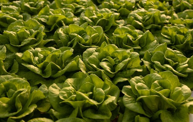 Background of fresh green lettuce