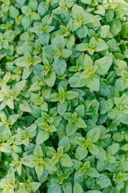 Background of fresh green organic oregano growing in the garden