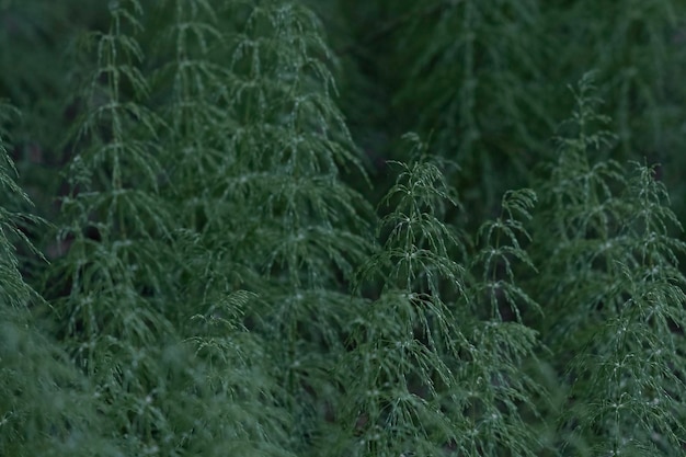 Photo background of a fresh green wild plant horsetail