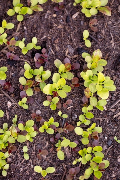 Background of fresh lettuce salad growth on the ground soil in the garden in spring season.