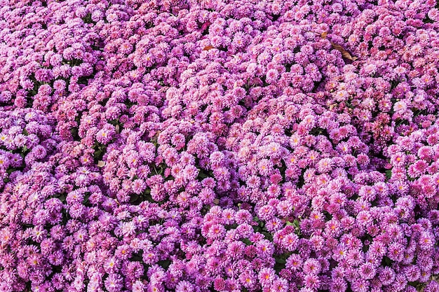 Background of fresh pink chrysanthemums and grass