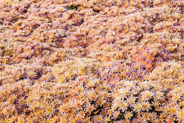 Background of fresh pink chrysanthemums and grass