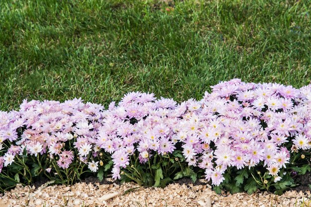 Background of fresh purple chrysanthemums and grass