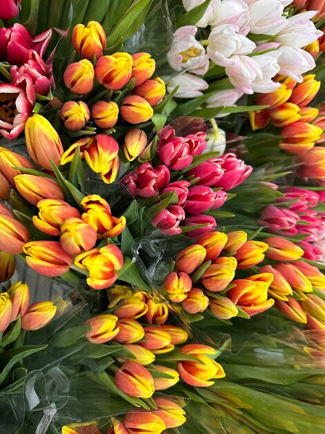 background of fresh tulips