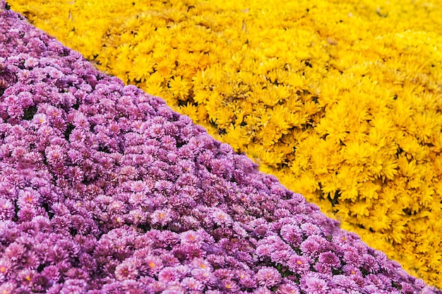 Background of fresh yellow and pink chrysanthemums