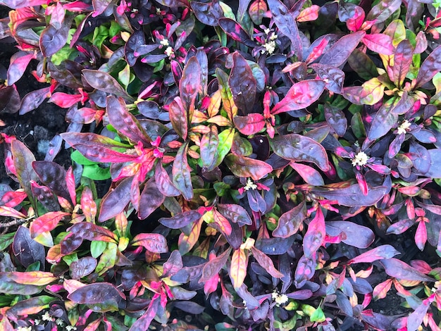 사진 분홍색, 녹색, 부르고뉴 잎 alternanter에서 배경.