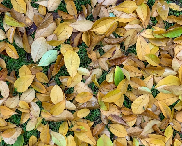 Background from autumn fallen leaves closeup The texture of the yellow foliage