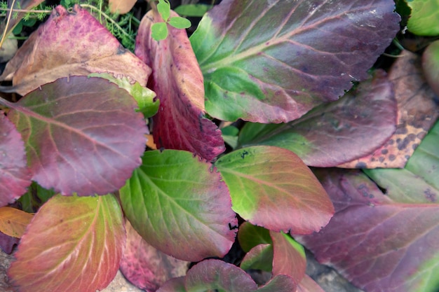 Background from autumn leaves of bergenia Pattern texture of leaves