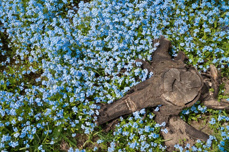 Background from blue flowers and stump, top view.