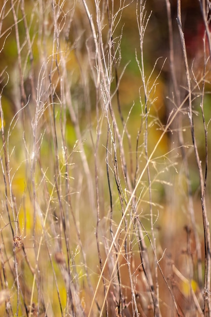 Background from branches of dry cane with a blurred autumn background Selective focus on the dry grass Vertical