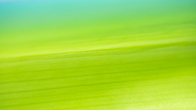 밝은 녹색 잎에서 배경 근접 촬영 자연 질감 자연 배경