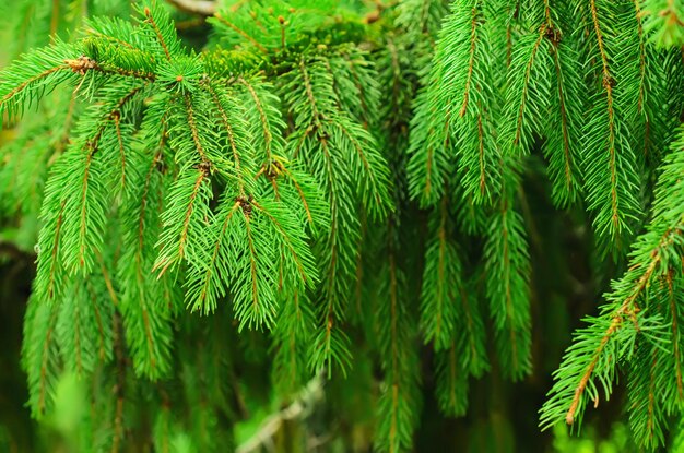 Background from conifer evergreen tree branches texture