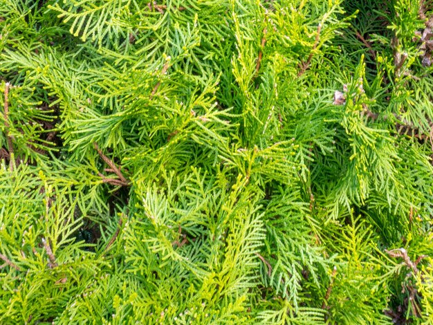 Background from coniferous leaves A gentle green plant Natural background Vegetation in the park