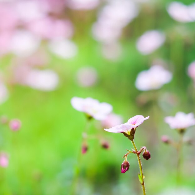 春の庭のユキノシタ苔の繊細な白いピンクの花からの背景