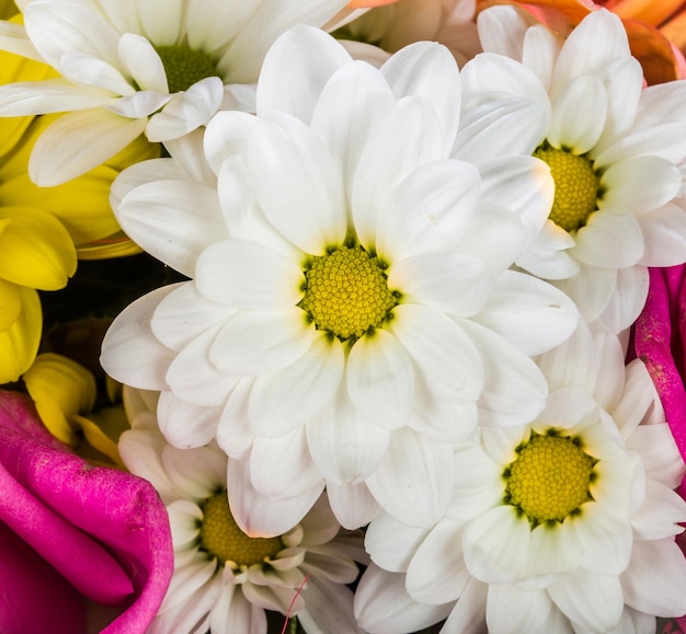 Sfondo da fiori diversi primo piano