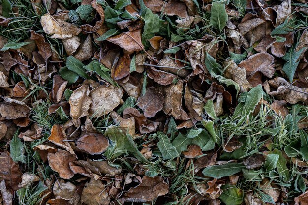 Background from dry leaves and herbs covered with hoarfrost in the early morning.