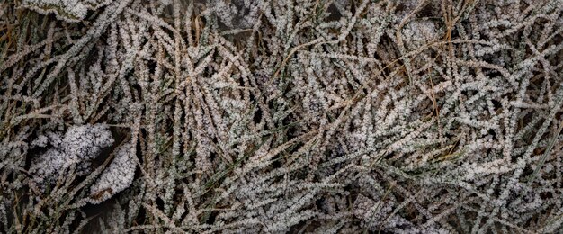 Background from dry leaves and herbs covered with hoarfrost in the early morning.