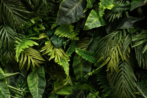 Background from green glossy tropical leafsDifferent foliage plants on dark bcakdrop