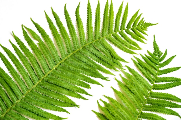 Background from green leaves of a fern on a white surface