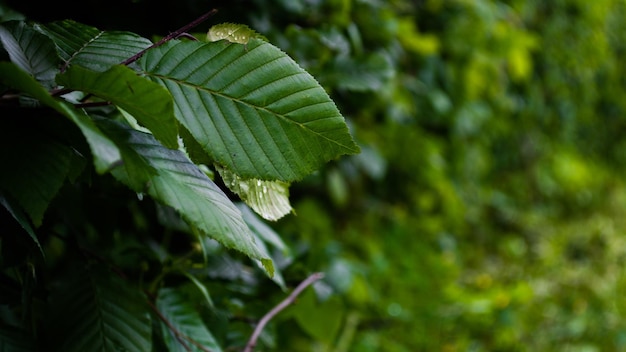 Фон из зеленых листьев Full Frame Shot Of Plants Wallpaper