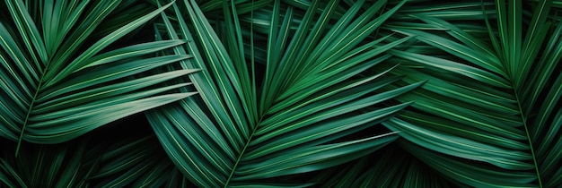 Background from green palm leaves