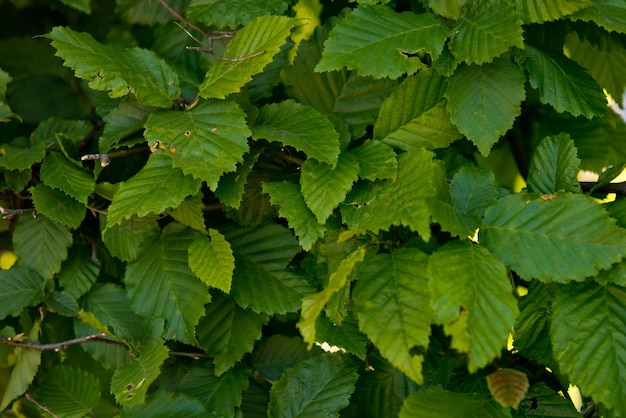 Фон из зеленых молодых листьев Может использоваться в качестве фона Выборочный фокус