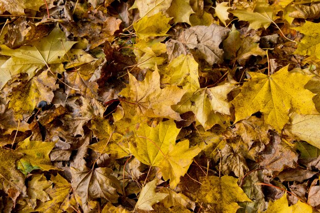 Background from group yellow autumn orange leaves.