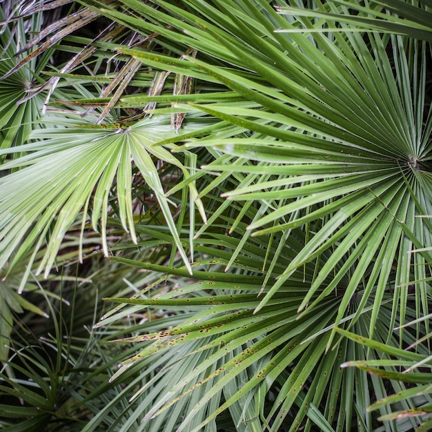 Background from natural leaves of a palm tree of green color.