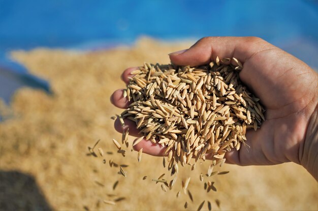 Background from the paddy and the golden grain of the grain and the close up of the heap