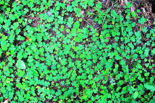 植物クローバー四つ葉の背景。アイルランドの伝統的なシンボル。聖パトリックの日。