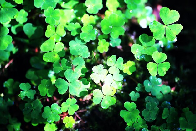 Background from plant clover four leaf. Irish traditional symbol. St.Patrick 's Day.