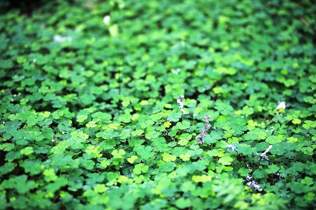 植物クローバー四つ葉の背景。アイルランドの伝統的なシンボル。聖パトリックの日。