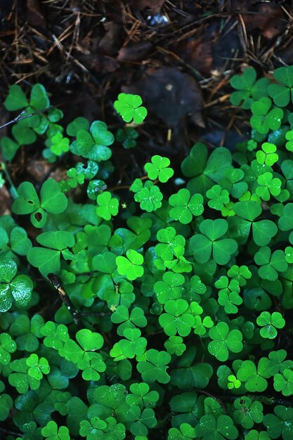 Sfondo da foglia di trifoglio di pianta quattro. simbolo tradizionale irlandese. festa di san patrizio.