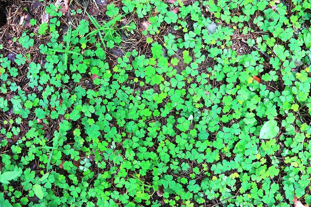 Background from plant clover four leaf. irish traditional
symbol. st.patrick 's day.