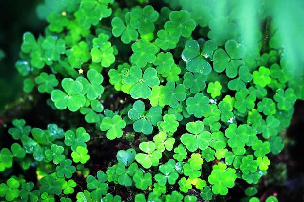 Background from plant clover four leaf. irish traditional\
symbol. st.patrick \'s day.