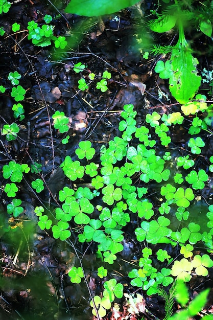 植物クローバー四つ葉の背景。アイルランドの伝統的なシンボル。聖パトリックの日。