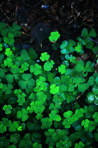 Background from plant clover four leaf. irish traditional\
symbol. st.patrick \'s day.