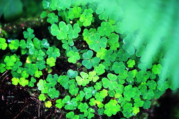 Background from plant clover four leaf. Irish traditional symbol. St.Patrick 's Day.