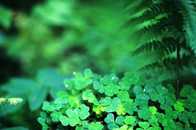 Background from plant clover four leaf Irish traditional symbol StPatrick 's Day