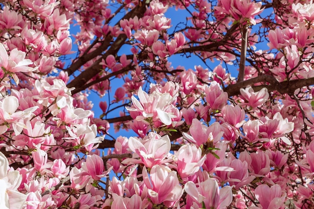 Background from purple magnolia flower