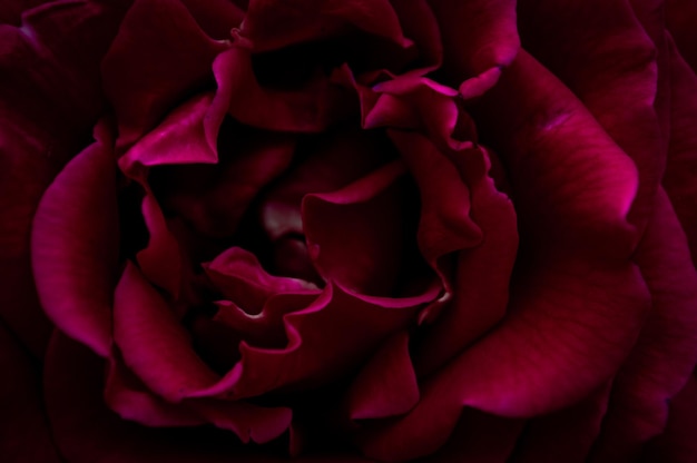 Background from red rose Close up photo