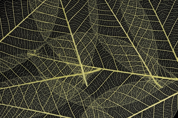 Background from skeletonized leaves isolated on black