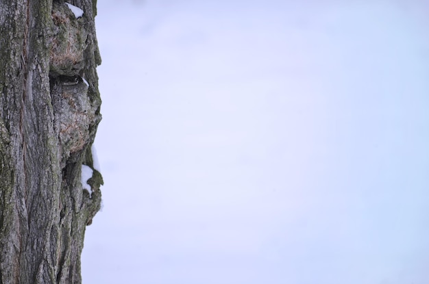 雪からの背景